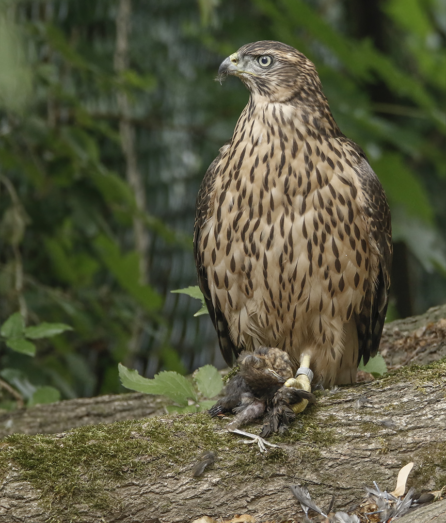 Junger Habicht mit Amsel