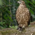 Junger Habicht mit Amsel