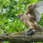 Junger Habicht mit Eichelhäher