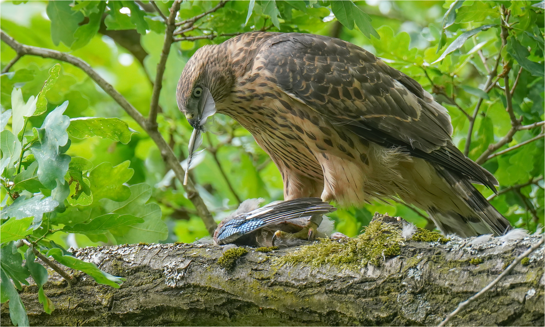 Junger Habicht mit Eichelhäher