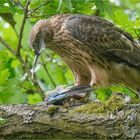 Junger Habicht mit Eichelhäher