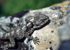 Junger Hardun (Agama stellio)