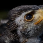 JUNGER HARRIS HAWK