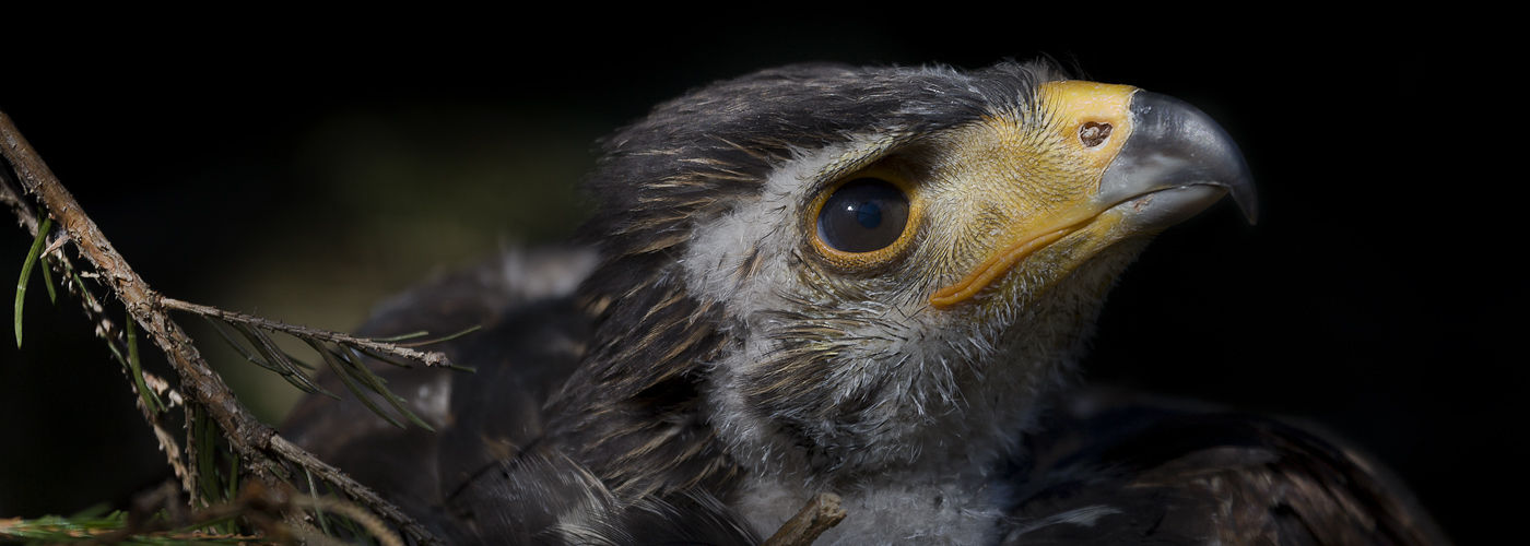 JUNGER HARRIS HAWK