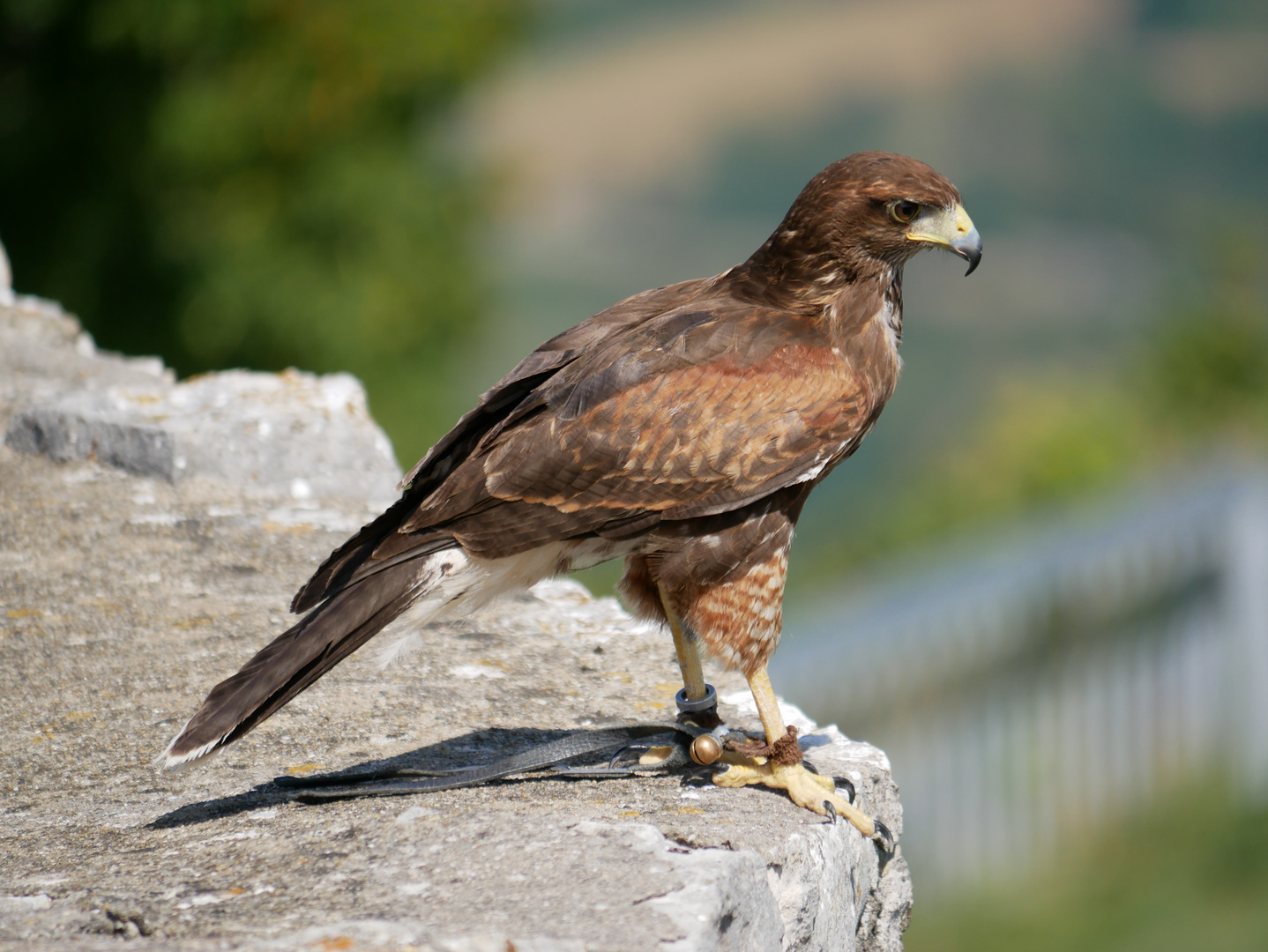 junger Harris Hawk in der Flugshow Burg hohen Neuffen