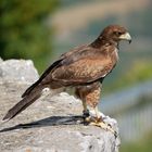 junger Harris Hawk in der Flugshow Burg hohen Neuffen