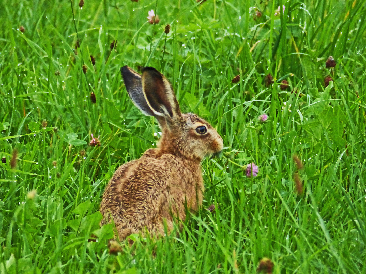 Junger Hase