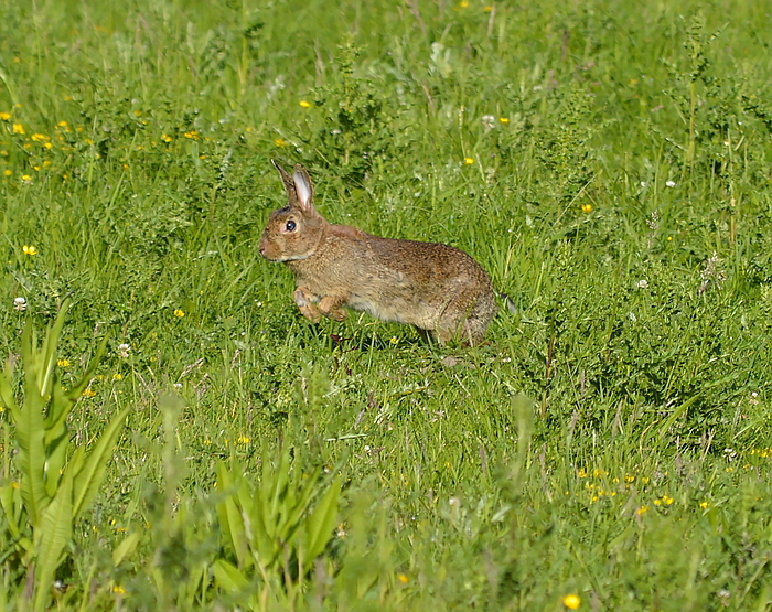 Junger Hase 