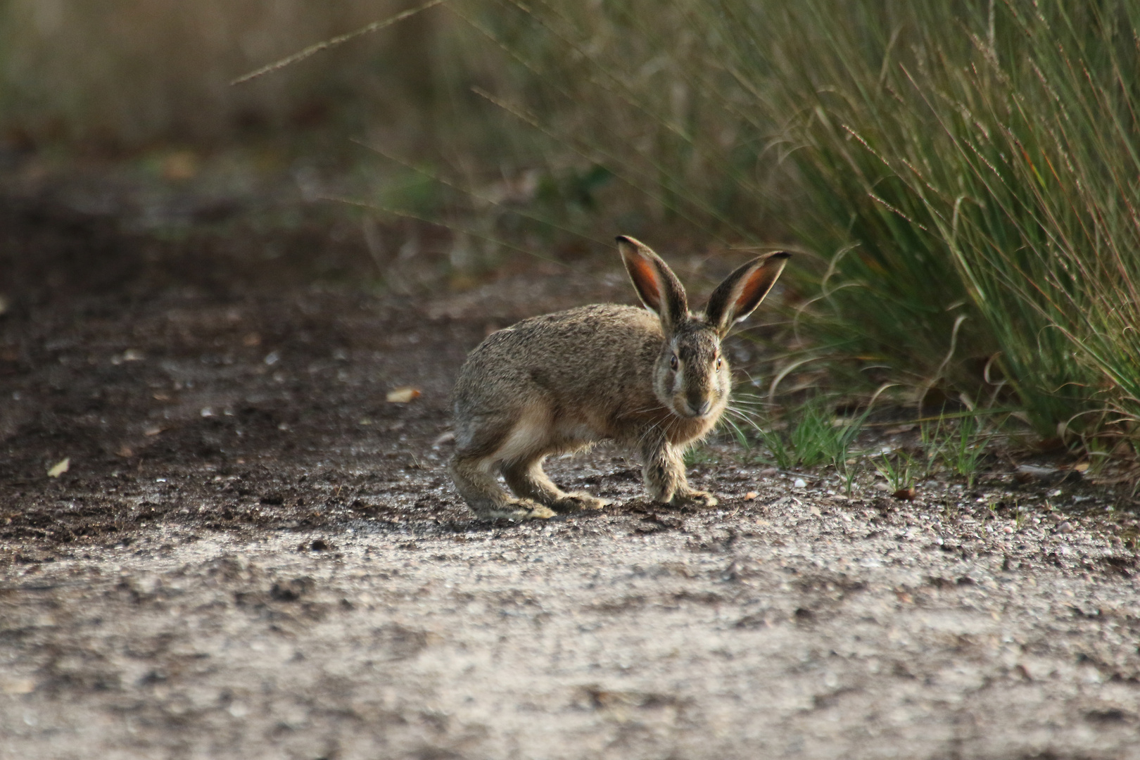 Junger Hase