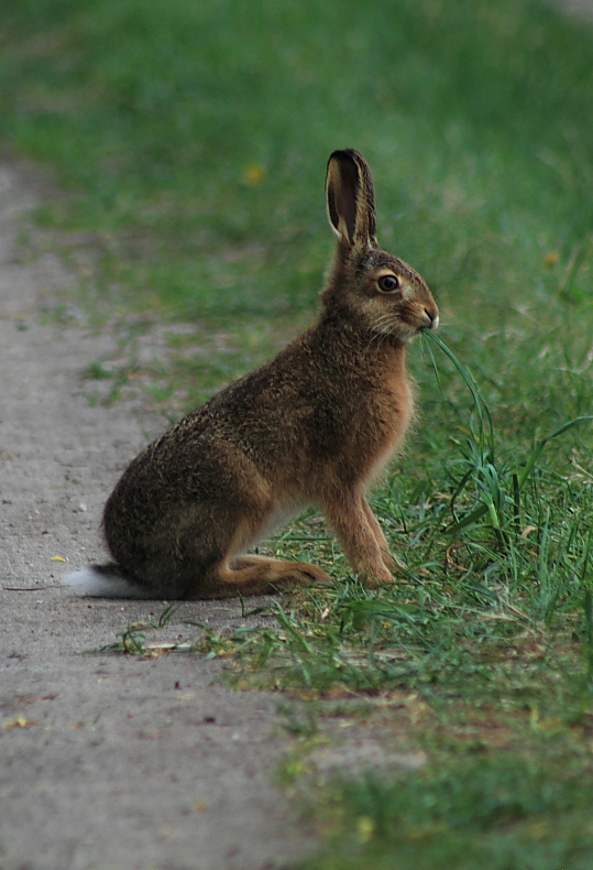 Junger Hase oder Kaninchen