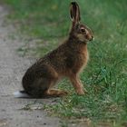 Junger Hase oder Kaninchen