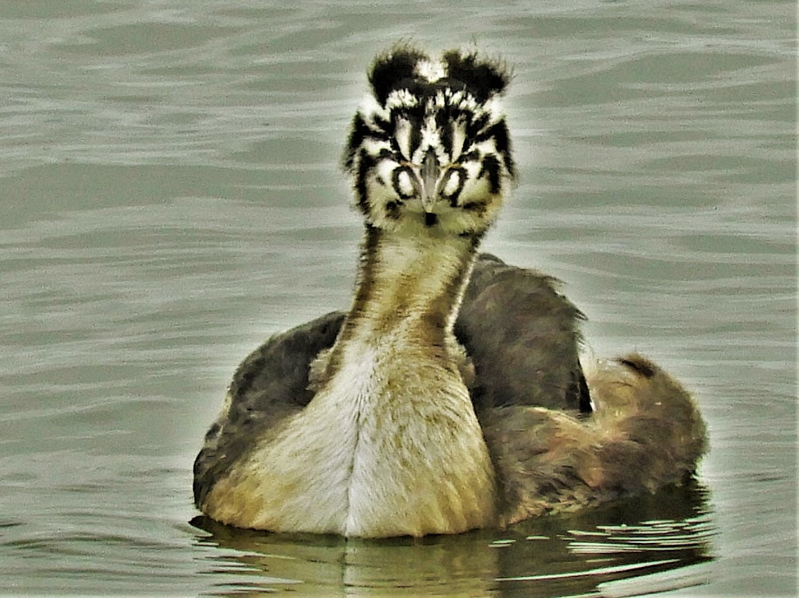 Junger Haubentaucher am Steinhuder Meer.