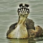 Junger Haubentaucher am Steinhuder Meer.