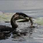 Junger Haubentaucher beim Fischen