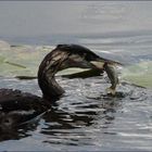 Junger Haubentaucher beim Fischen