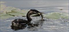 Junger Haubentaucher beim Fischen