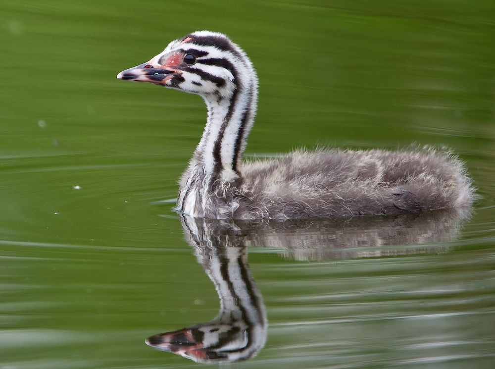 Junger Haubentaucher mal gespiegelt.......