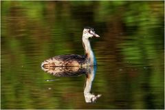 Junger Haubentaucher ( Podiceps cristatus)