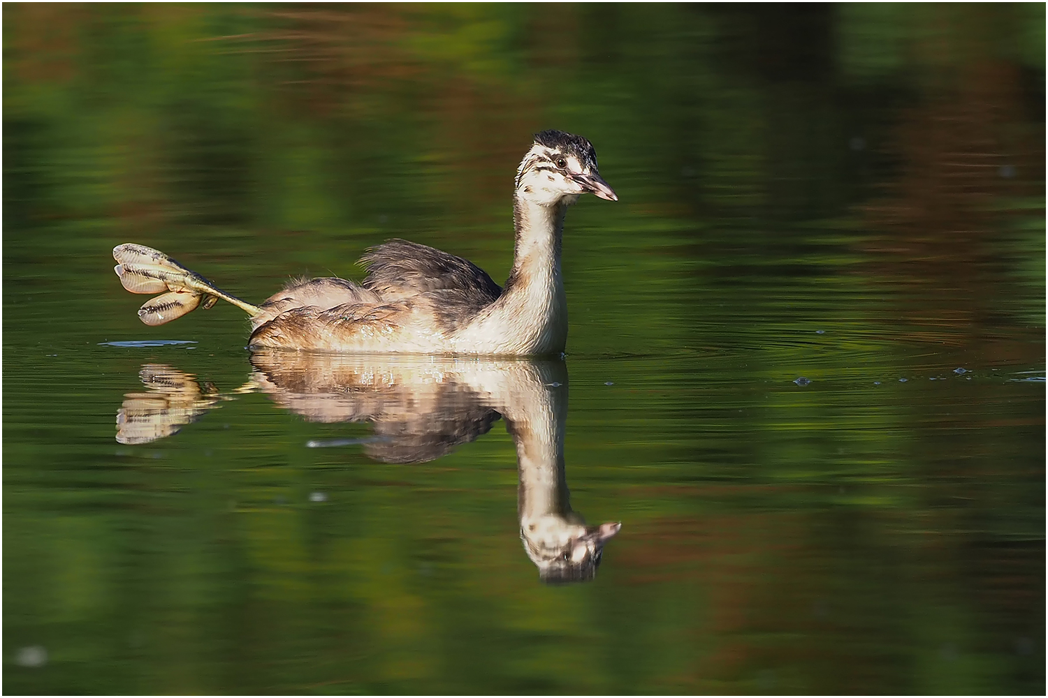 Junger Haubentaucher (Podiceps cristatus)