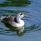 junger Haubentaucher spiegelt sich im See