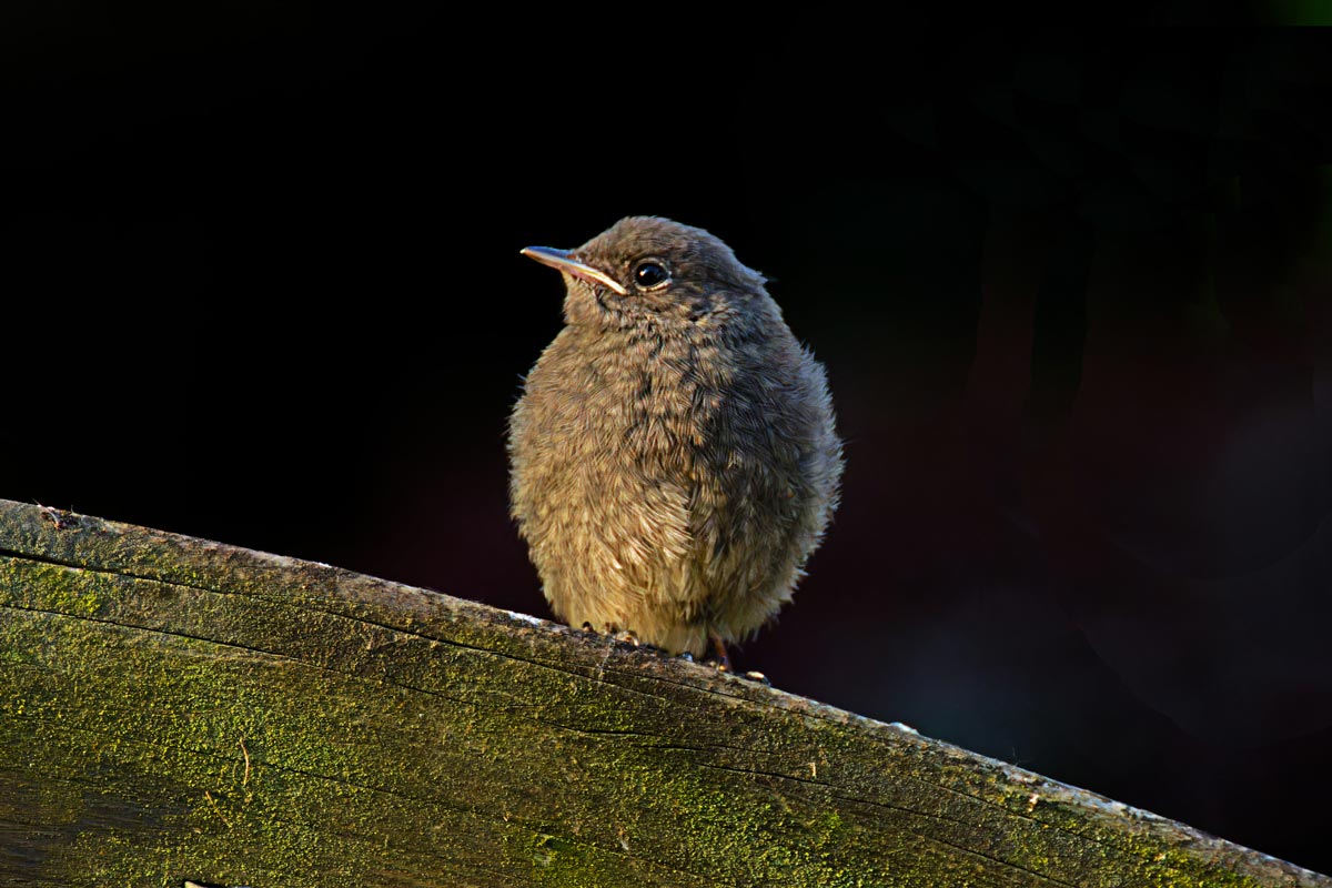 junger Hausrotschwanz. (geändert)