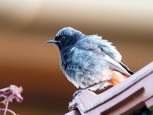 Junger Hausrotschwanz (m)