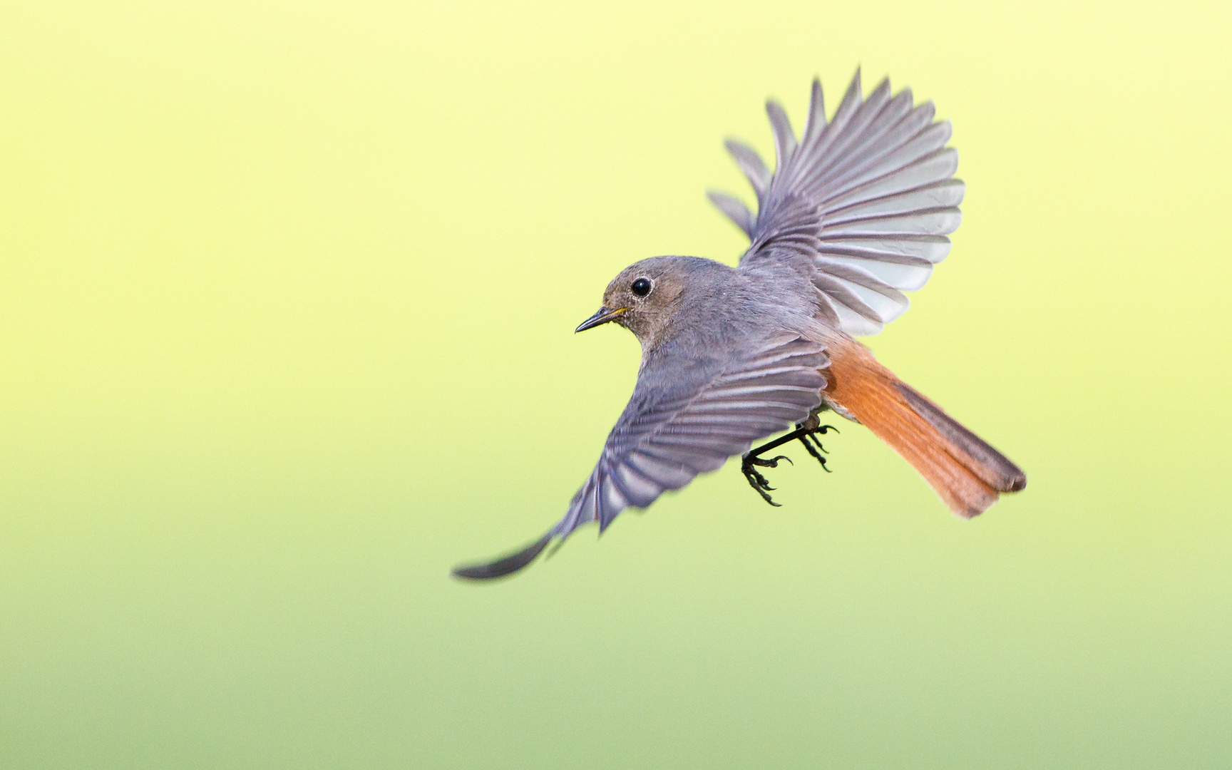 Junger Hausrotschwanz (Phoenicurus ochruros)