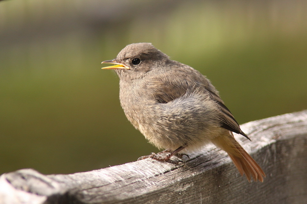 Junger Hausrotschwanz (Phoenicurus ochruros)