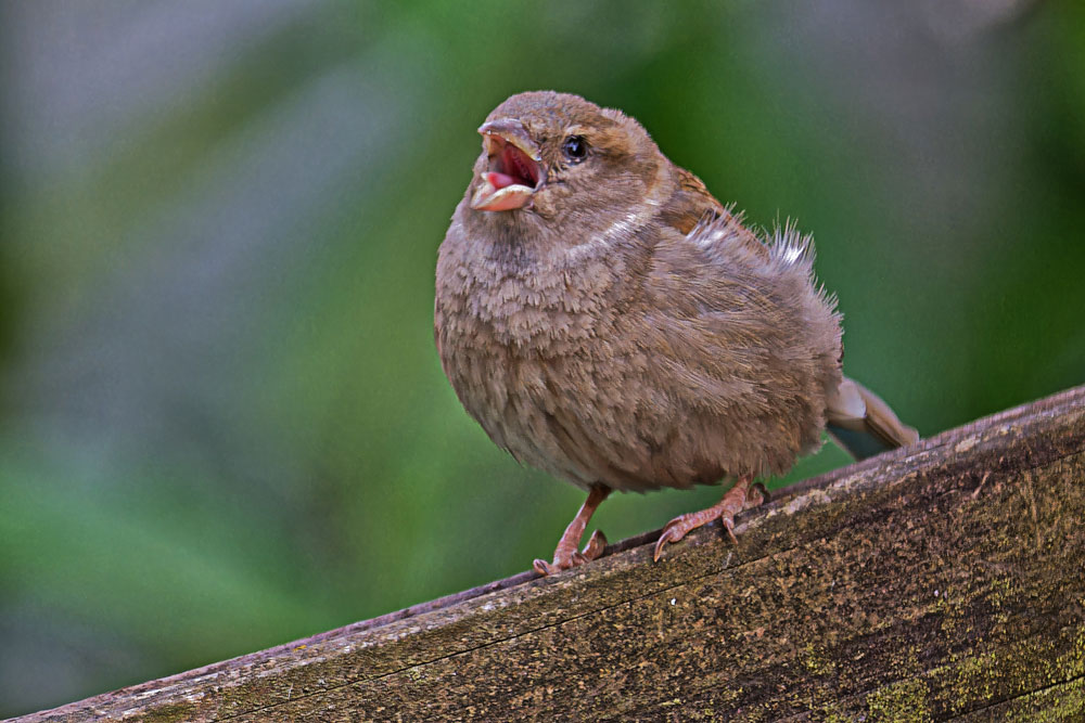 junger Haussperling