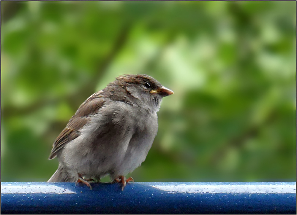 Junger Haussperling