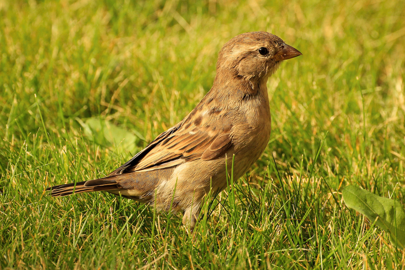 junger Haussperling