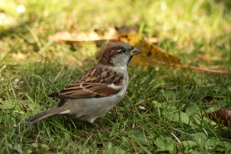 Junger Haussperling