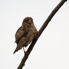 Junger Haussperling guckt frech in die Welt