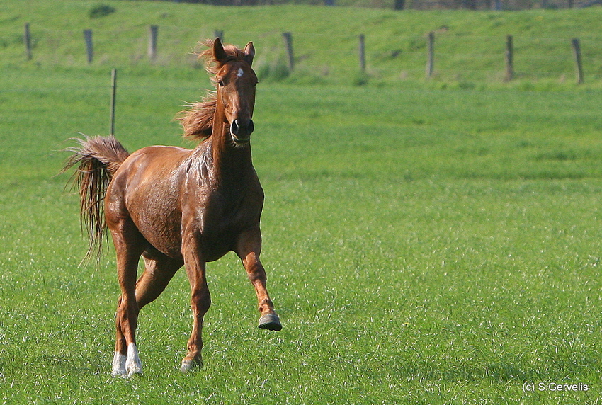 Junger Hengst