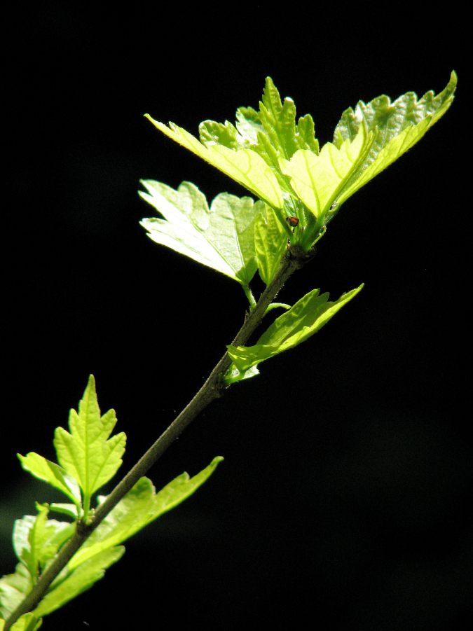 junger Hibiskus