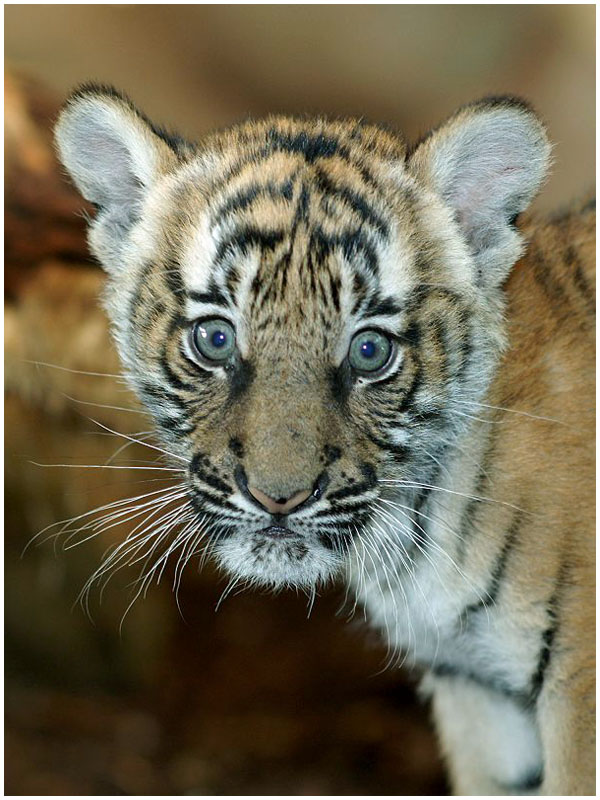 Junger Hinterindischer Tiger
