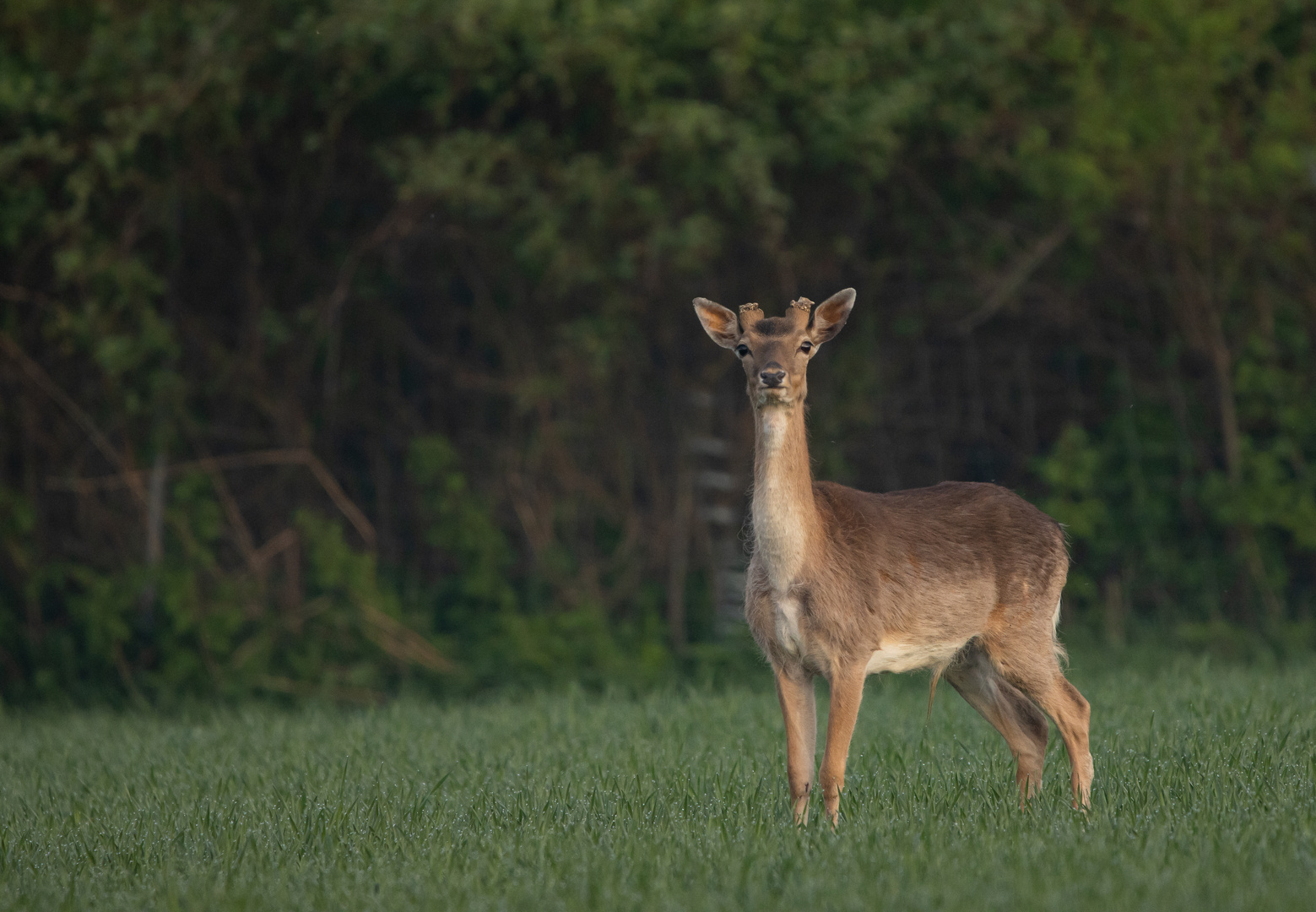 Junger Hirsch