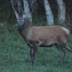 Junger Hirsch 1