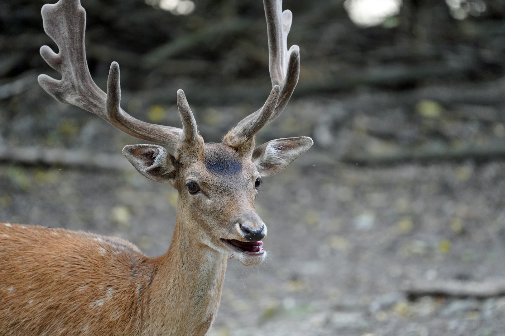 junger Hirsch