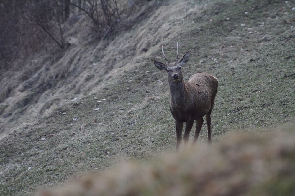 Junger Hirsch 2