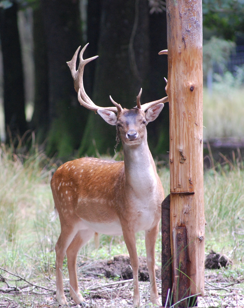 Junger Hirsch