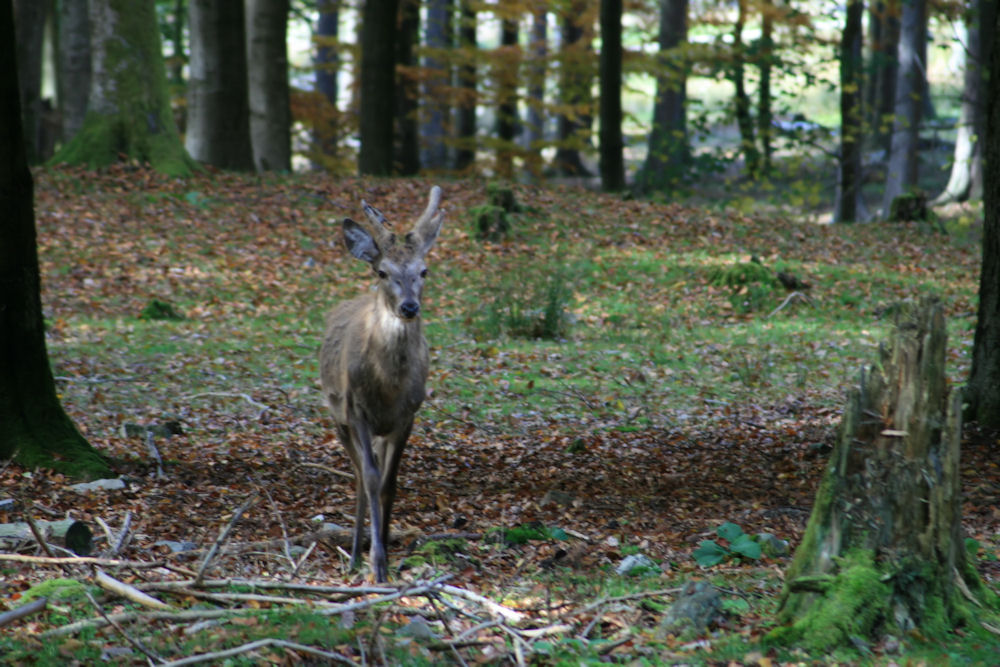 Junger Hirsch