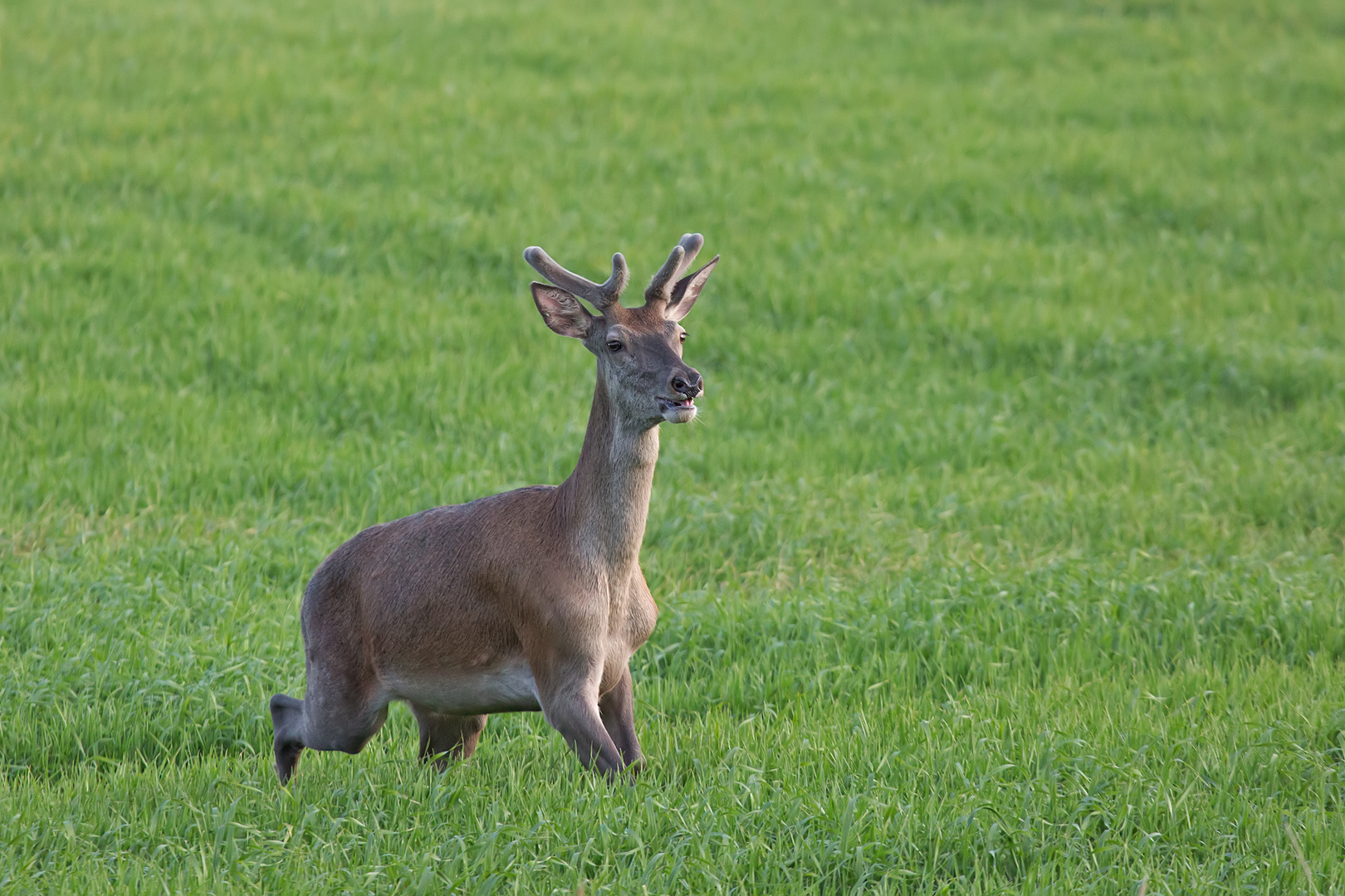 Junger Hirsch.