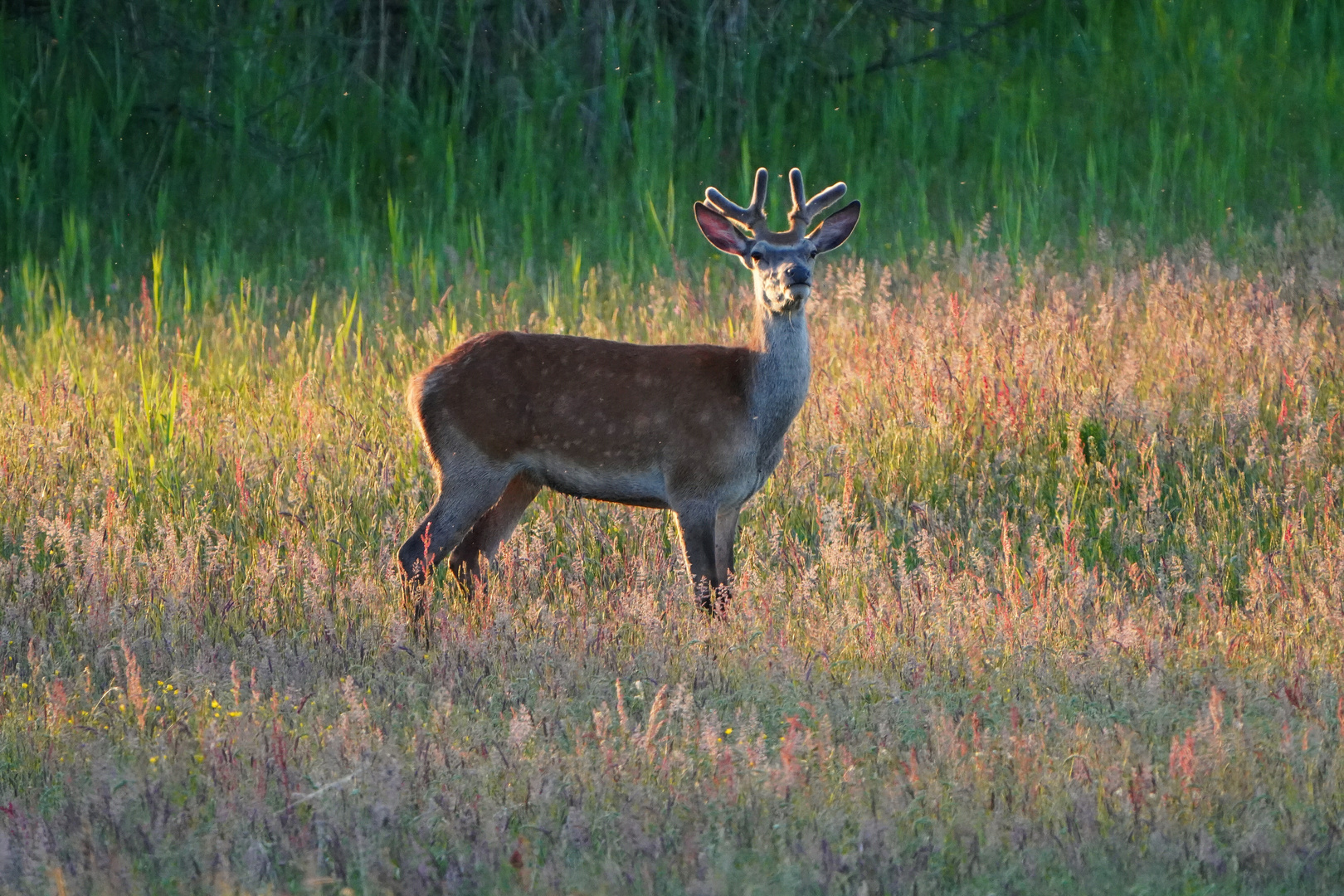 Junger Hirsch