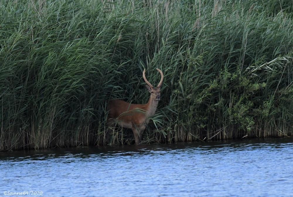 Junger Hirsch