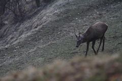 Junger Hirsch