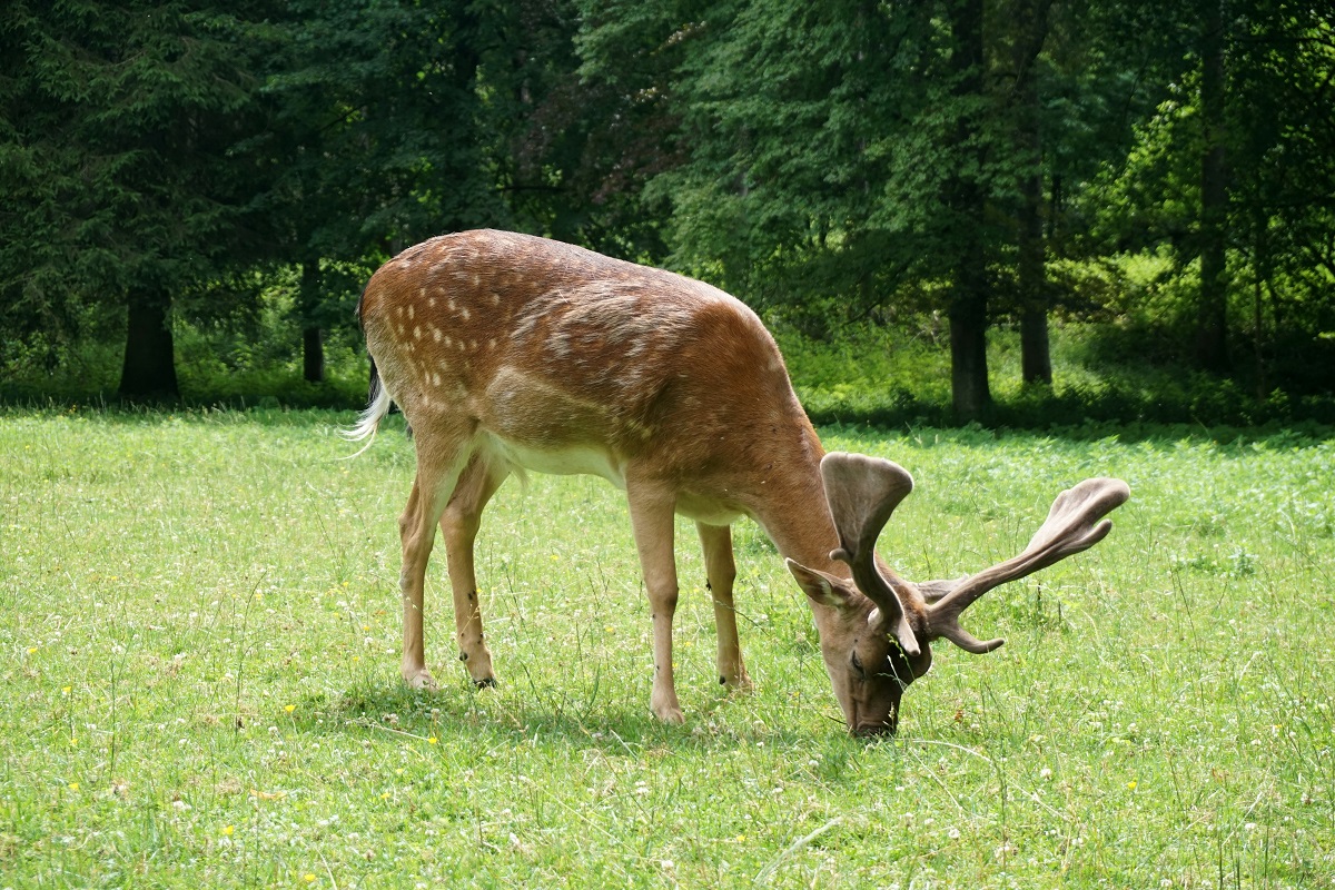 junger Hirsch