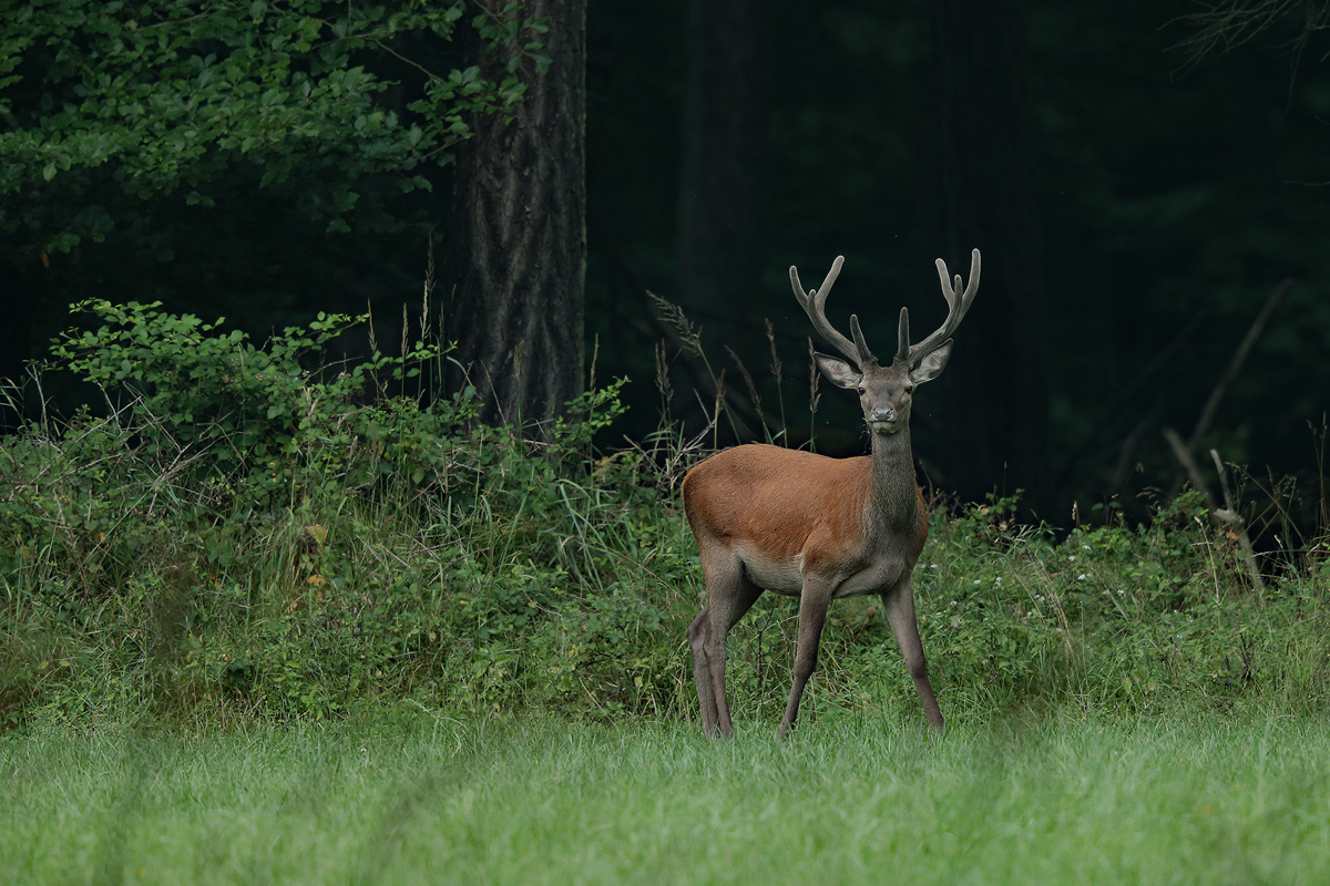 Junger Hirsch