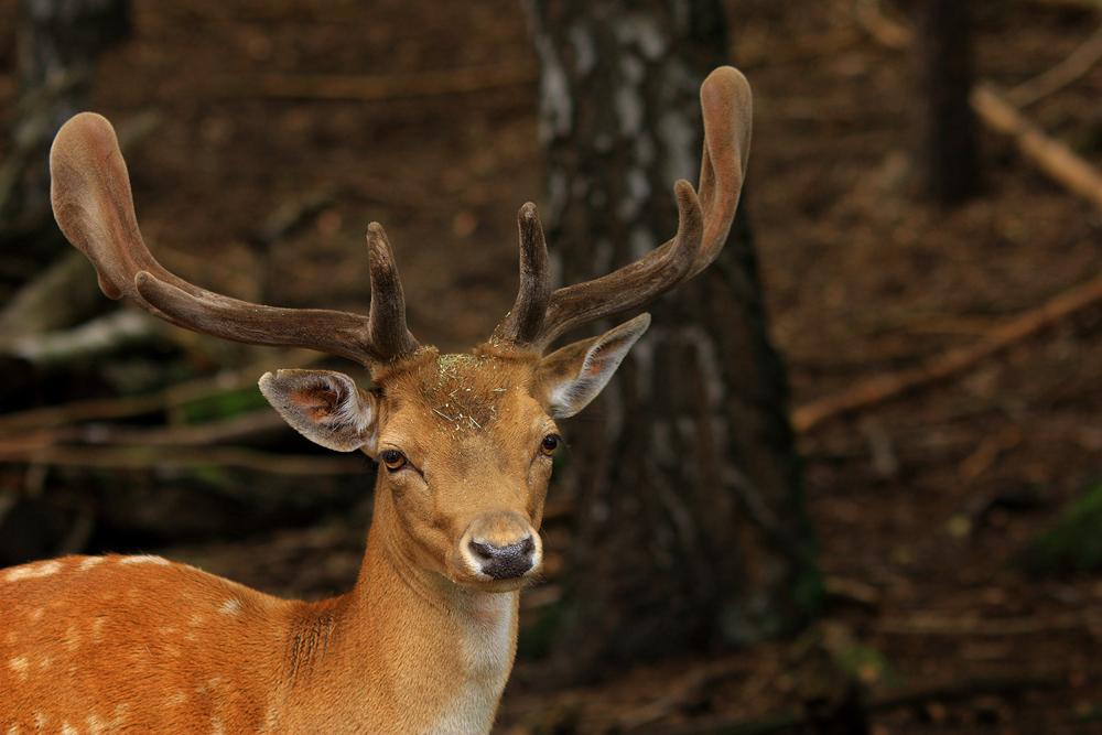 Junger Hirsch