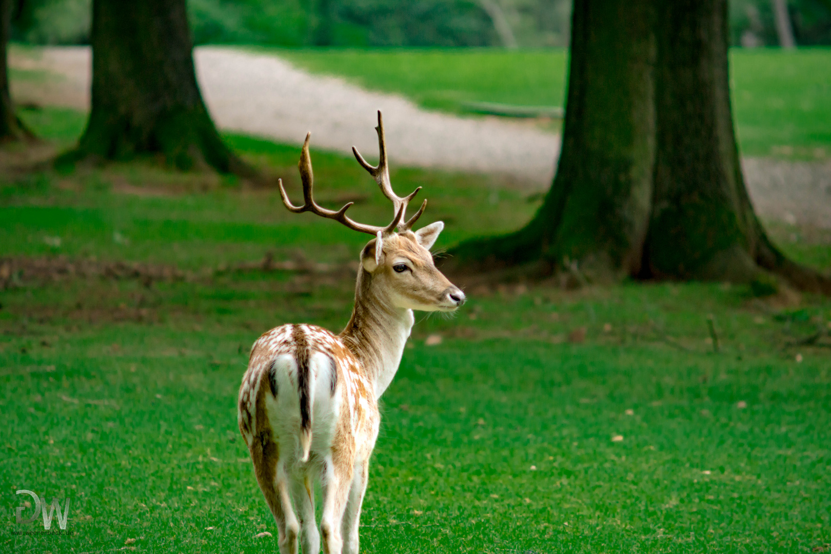 junger Hirsch